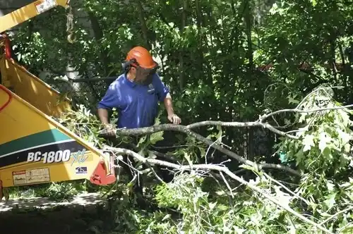 tree services Tularosa